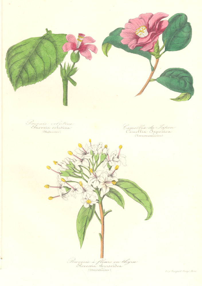 BOTANICALS. Pavonia schutina; camellia japonica; reevesia thyrsoidea 1852
